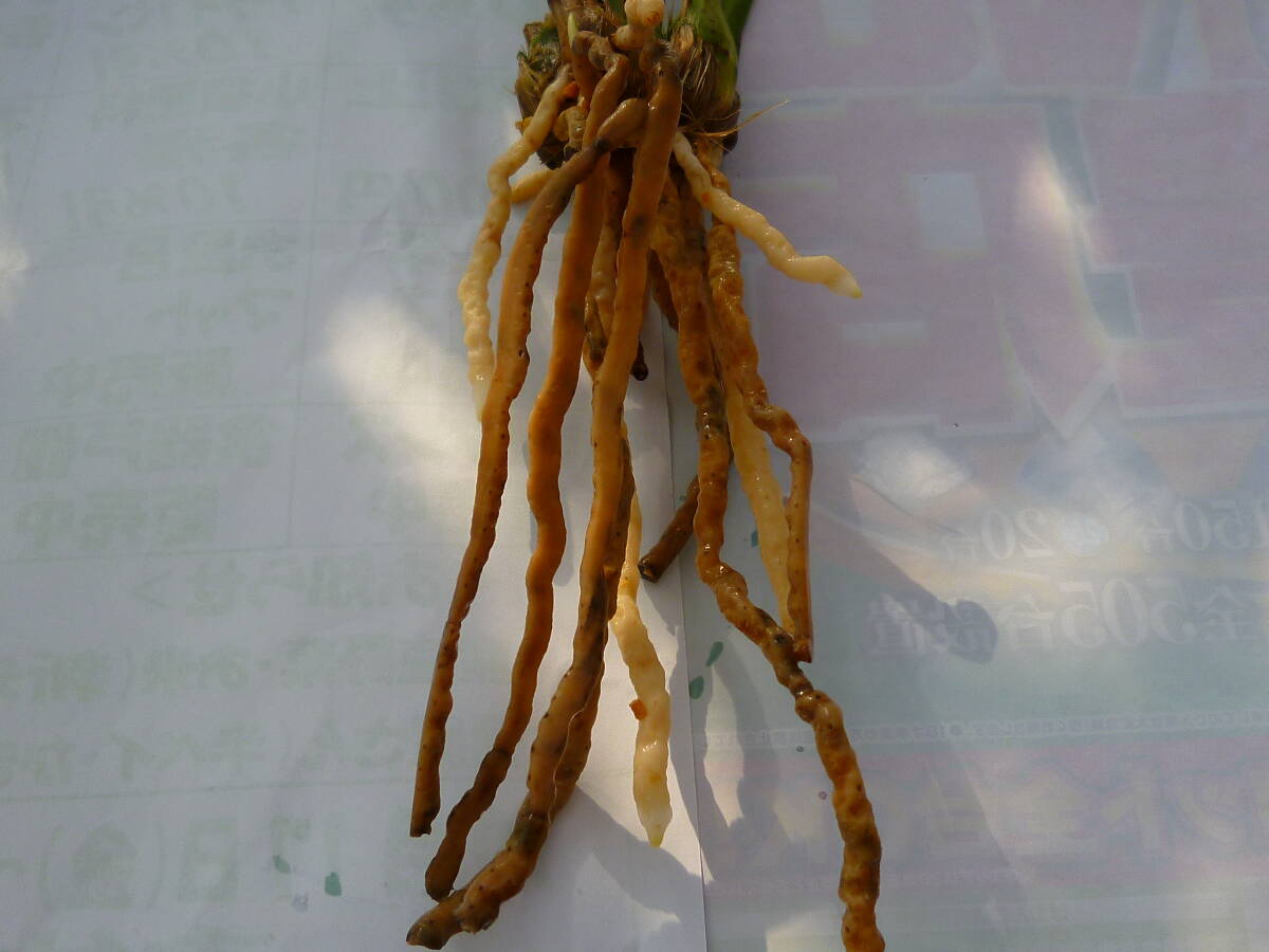 ☆寒蘭　　土佐寒蘭　素心花　（蛍雪） 　４本　中木　吹かし苗　山野草　春蘭☆_画像7