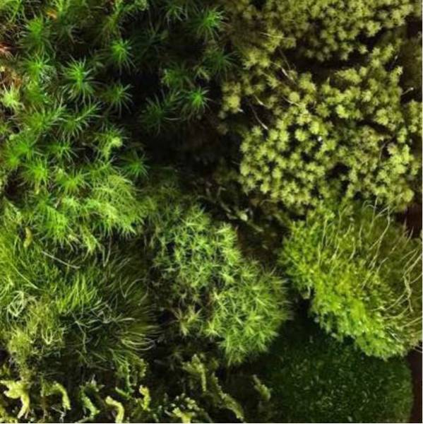  натуральный мох случайный 5~7 вид ...