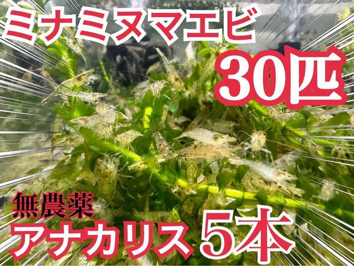 【30匹】 無農薬アナカリス5本とミナミヌマエビ30匹 ビオトープ、餌、メダカ、金魚 コケ掃除 送料無料 _画像1