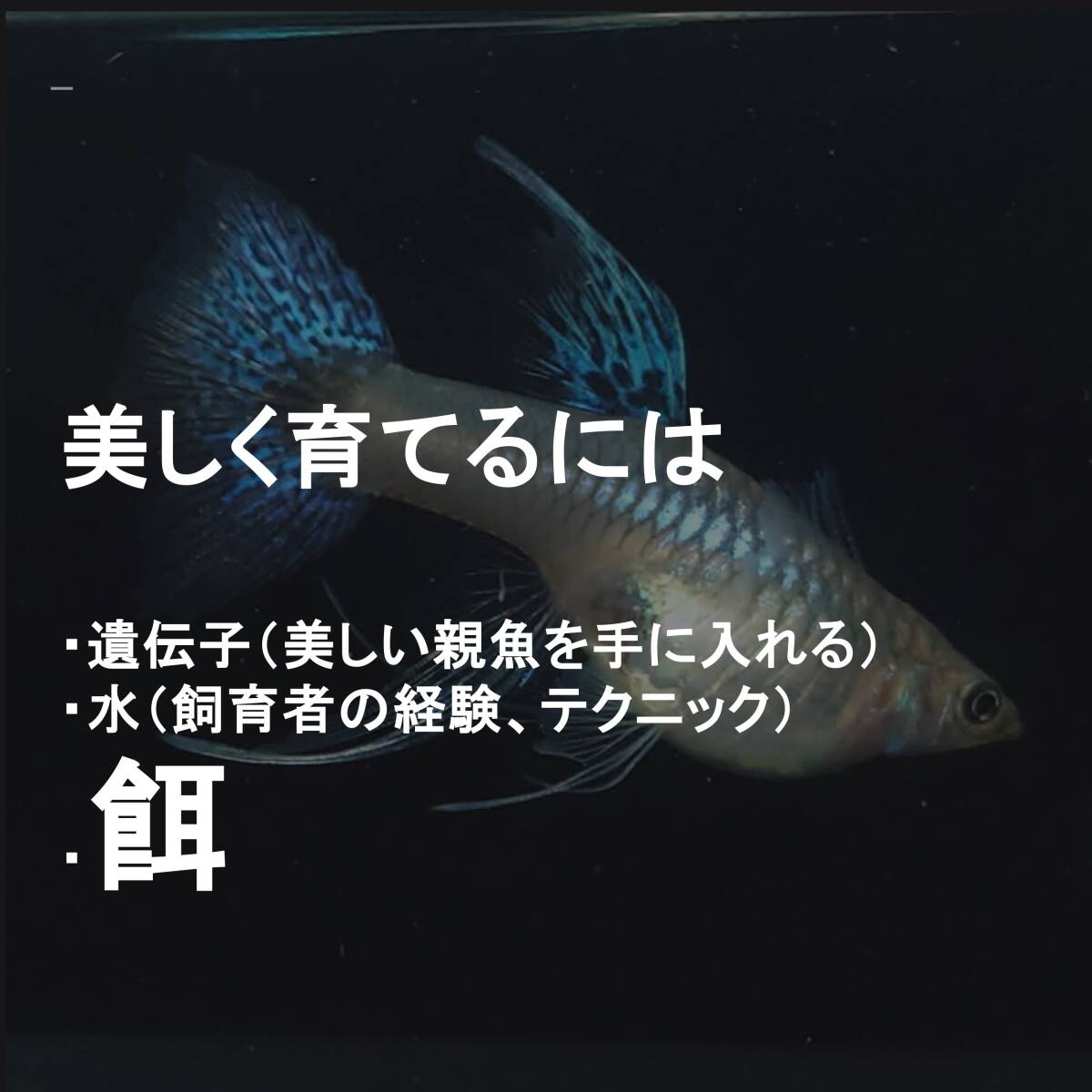 [ Guppy Taro ] Guppy маленький размер аквариумная рыбка сухой приманка Guppy Dry Food 100g