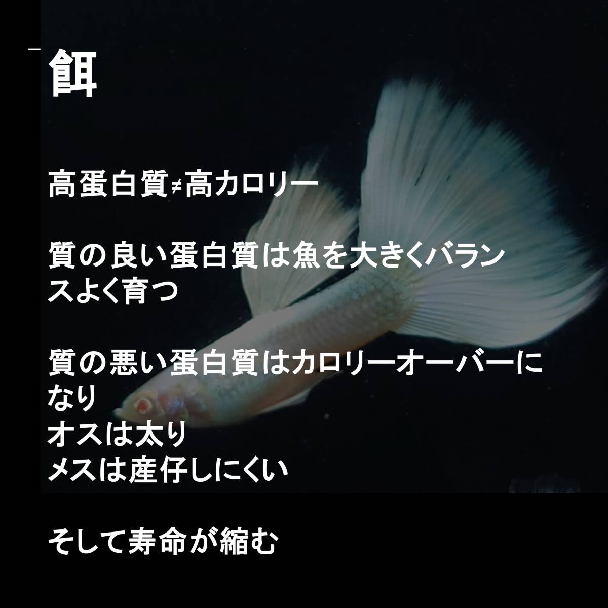 [ Guppy Taro ] Guppy маленький размер аквариумная рыбка сухой приманка Guppy Dry Food 100g