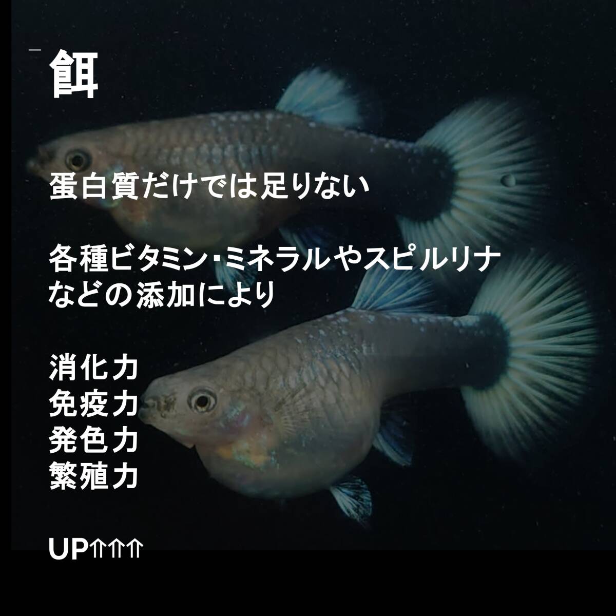 [ Guppy Taro ] Guppy маленький размер аквариумная рыбка сухой приманка Guppy Dry Food 100g