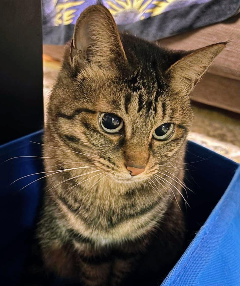 JZZ30 ソアラ 前期 中古 イグナイター 89621-22020 89621-22030 JZA70 JZX81 JZX90 JZA80 前期 JZS147 ★清掃済み★送料無料 スペアにぜひ!_画像8