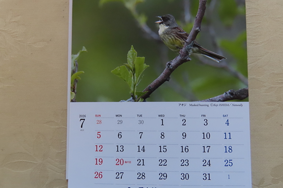  Япония дикая птица. .2026 календарь BIRDS IN SEASONS обычная цена 1320 иен новый товар 