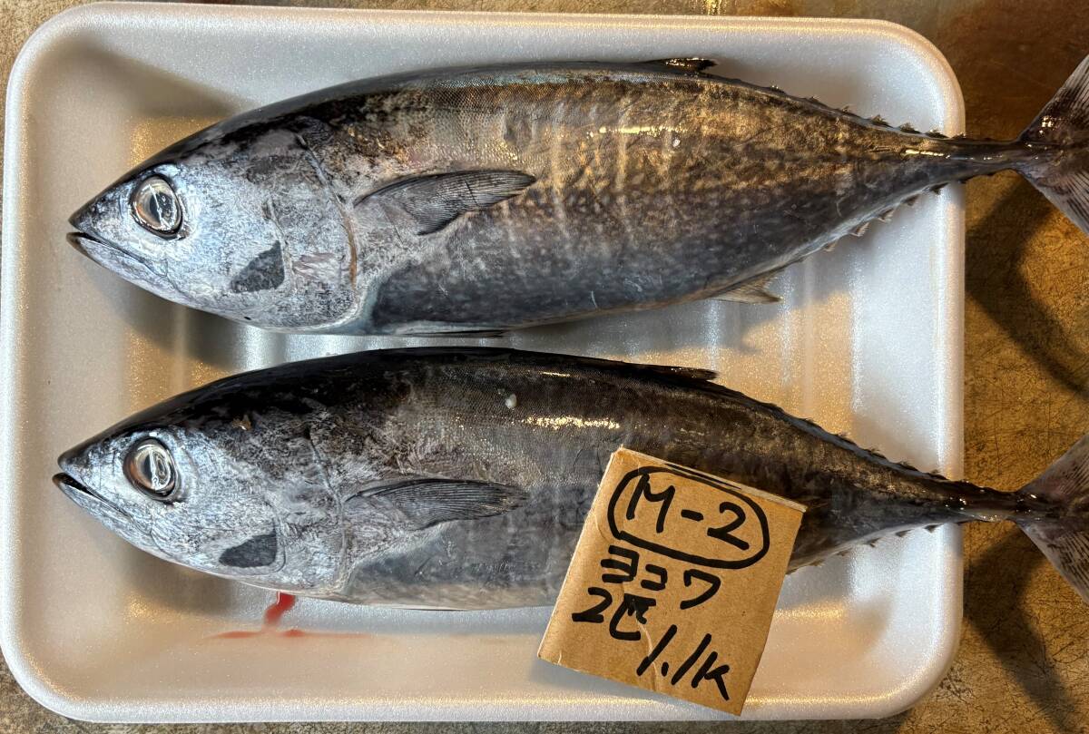 【1000円スタート】【和歌山産】 ヨコワ(2匹 1.1k)刺身用 冷凍 M-2_画像1