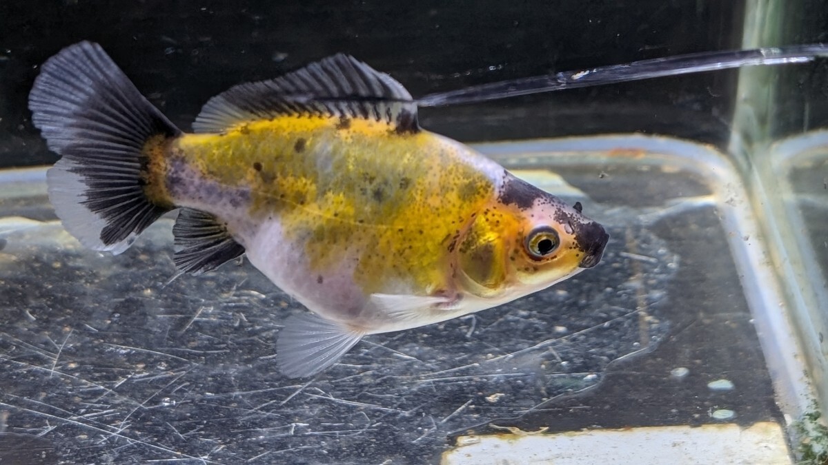 Wー95．●●寿恵廣錦●●．10月2日孵化、約7cm±．モザイク．画像の2匹です．水温23℃で管理しています。_画像1