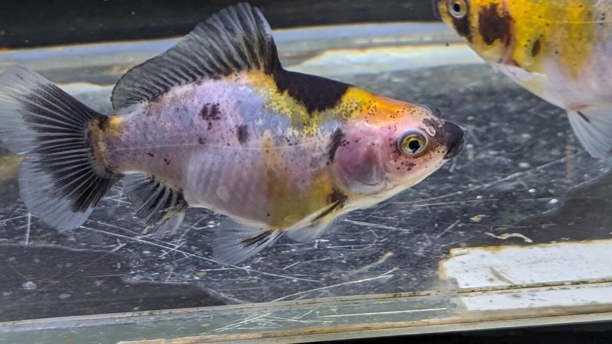 Wー95．●●寿恵廣錦●●．10月2日孵化、約7cm±．モザイク．画像の2匹です．水温23℃で管理しています。_画像2