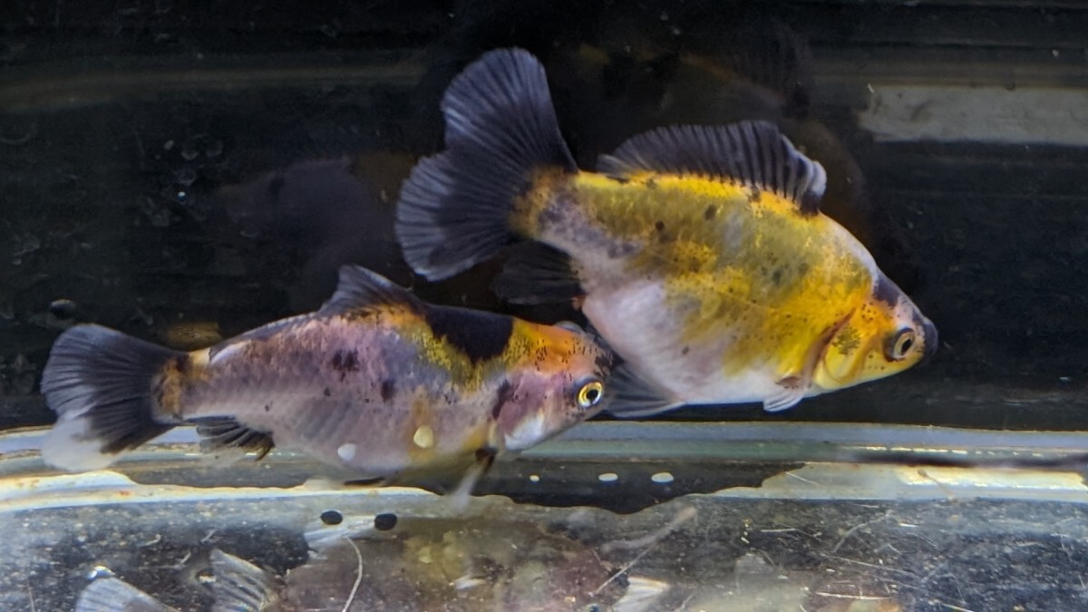 Wー95．●●寿恵廣錦●●．10月2日孵化、約7cm±．モザイク．画像の2匹です．水温23℃で管理しています。_画像4