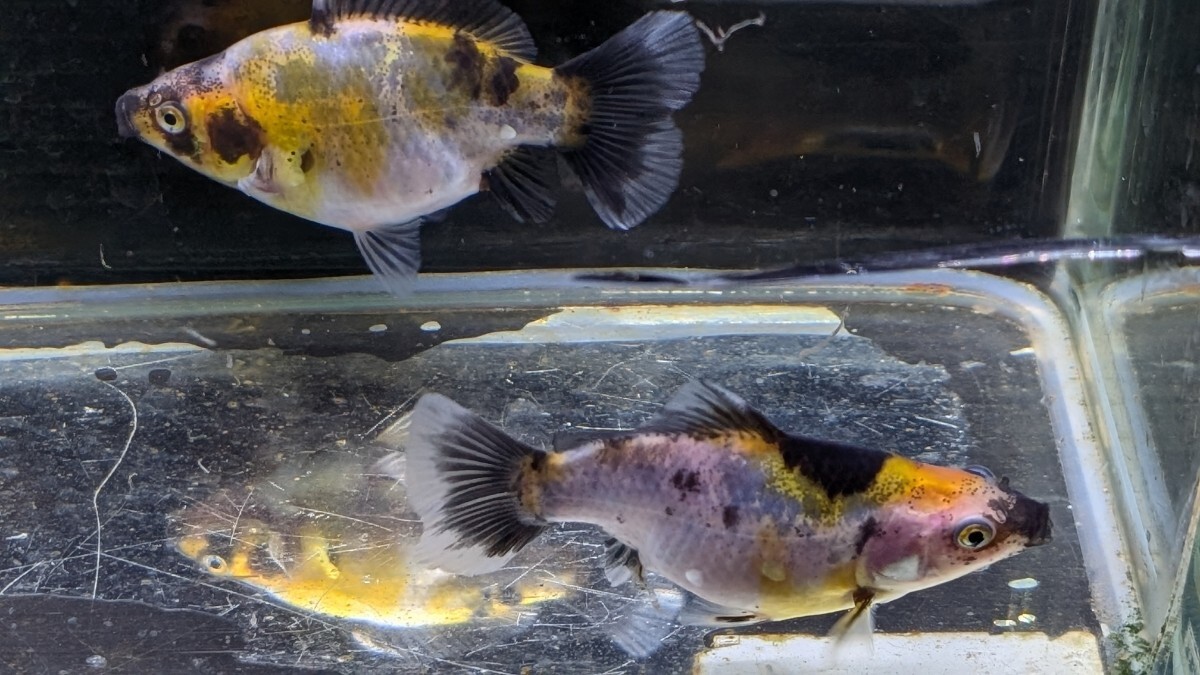 Wー95．●●寿恵廣錦●●．10月2日孵化、約7cm±．モザイク．画像の2匹です．水温23℃で管理しています。_画像5