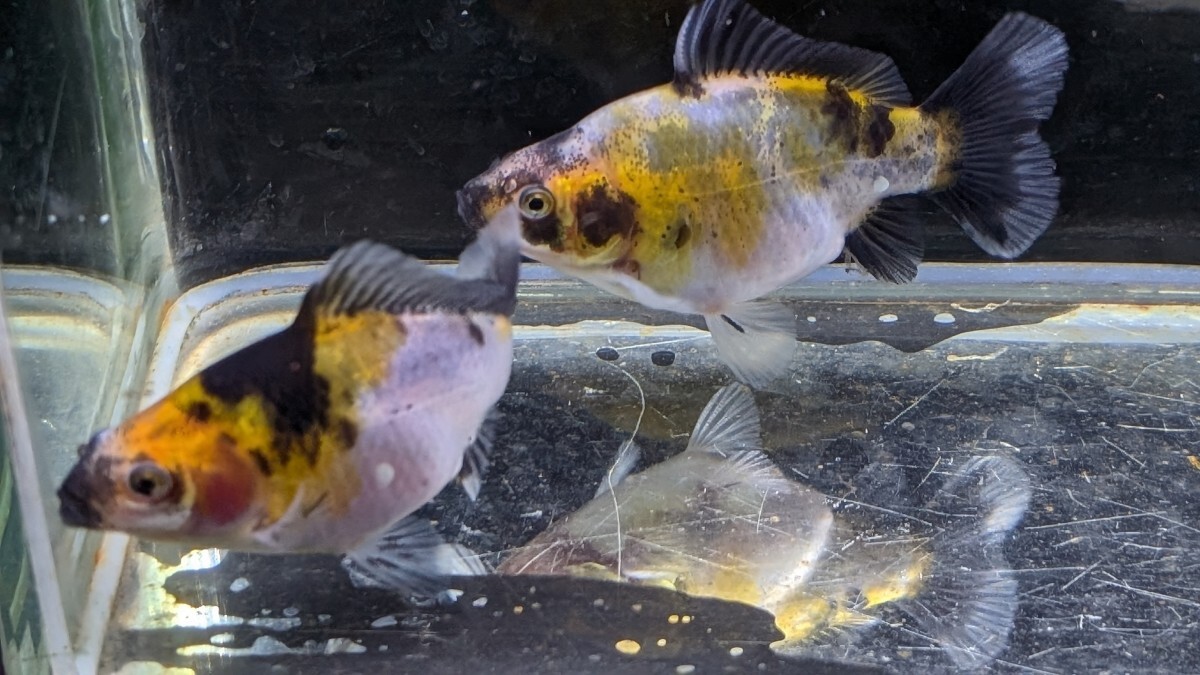 Wー95．●●寿恵廣錦●●．10月2日孵化、約7cm±．モザイク．画像の2匹です．水温23℃で管理しています。_画像6
