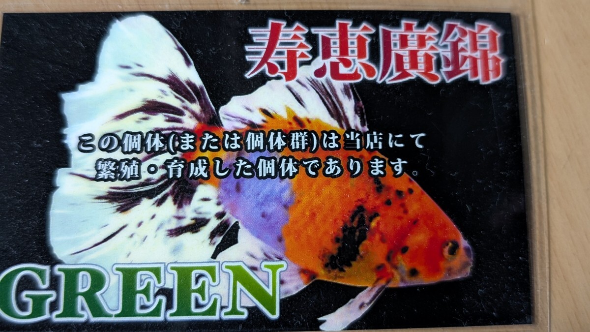 Wー95．●●寿恵廣錦●●．10月2日孵化、約7cm±．モザイク．画像の2匹です．水温23℃で管理しています。_画像10