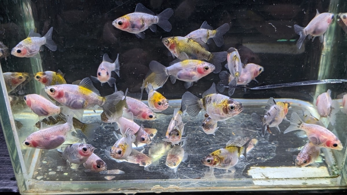 Wー96．●●寿恵廣錦●●．10月20日孵化、約35〜40㍉±．モザイク．画像の30匹セットです． 水温23℃で管理しています．_画像2