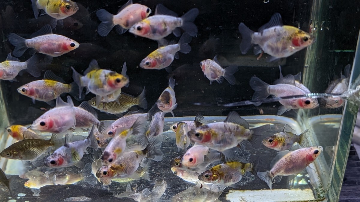 Wー96．●●寿恵廣錦●●．10月20日孵化、約35〜40㍉±．モザイク．画像の30匹セットです． 水温23℃で管理しています．_画像3