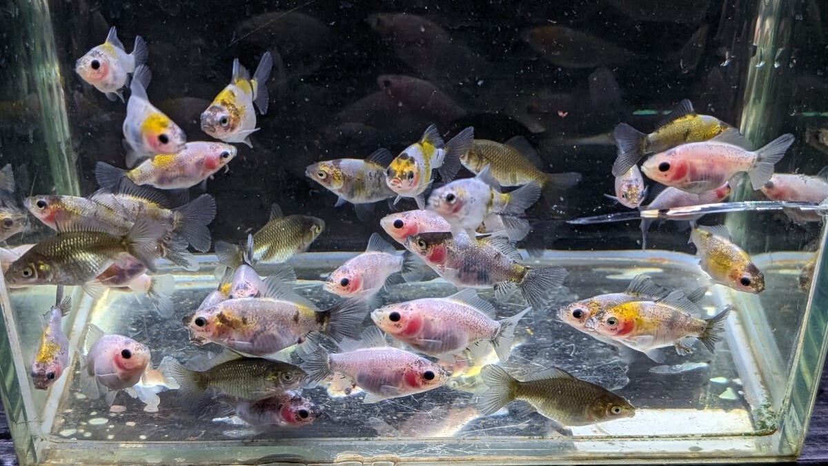 Wー96．●●寿恵廣錦●●．10月20日孵化、約35〜40㍉±．モザイク．画像の30匹セットです． 水温23℃で管理しています．_画像4