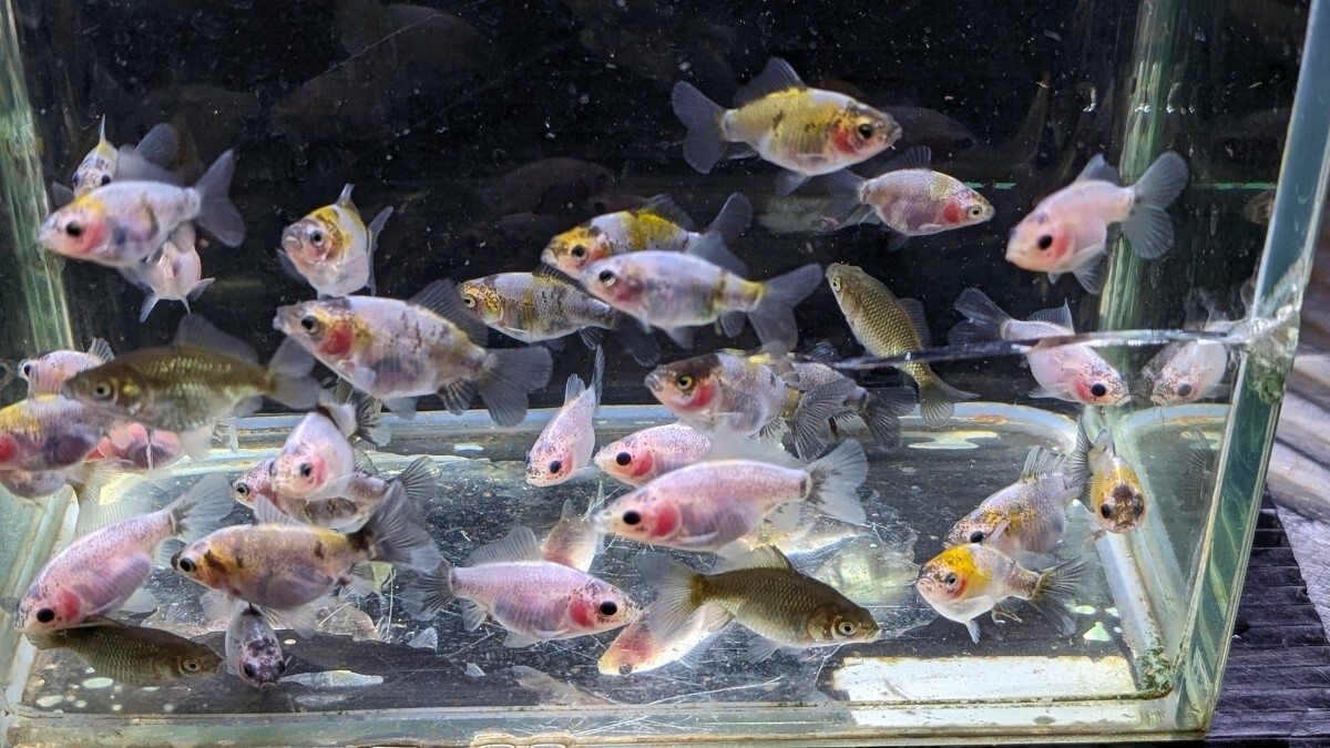 Wー96．●●寿恵廣錦●●．10月20日孵化、約35〜40㍉±．モザイク．画像の30匹セットです． 水温23℃で管理しています．_画像5