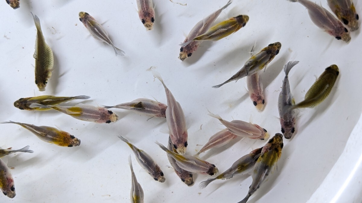 Wー96．●●寿恵廣錦●●．10月20日孵化、約35〜40㍉±．モザイク．画像の30匹セットです． 水温23℃で管理しています．_画像7