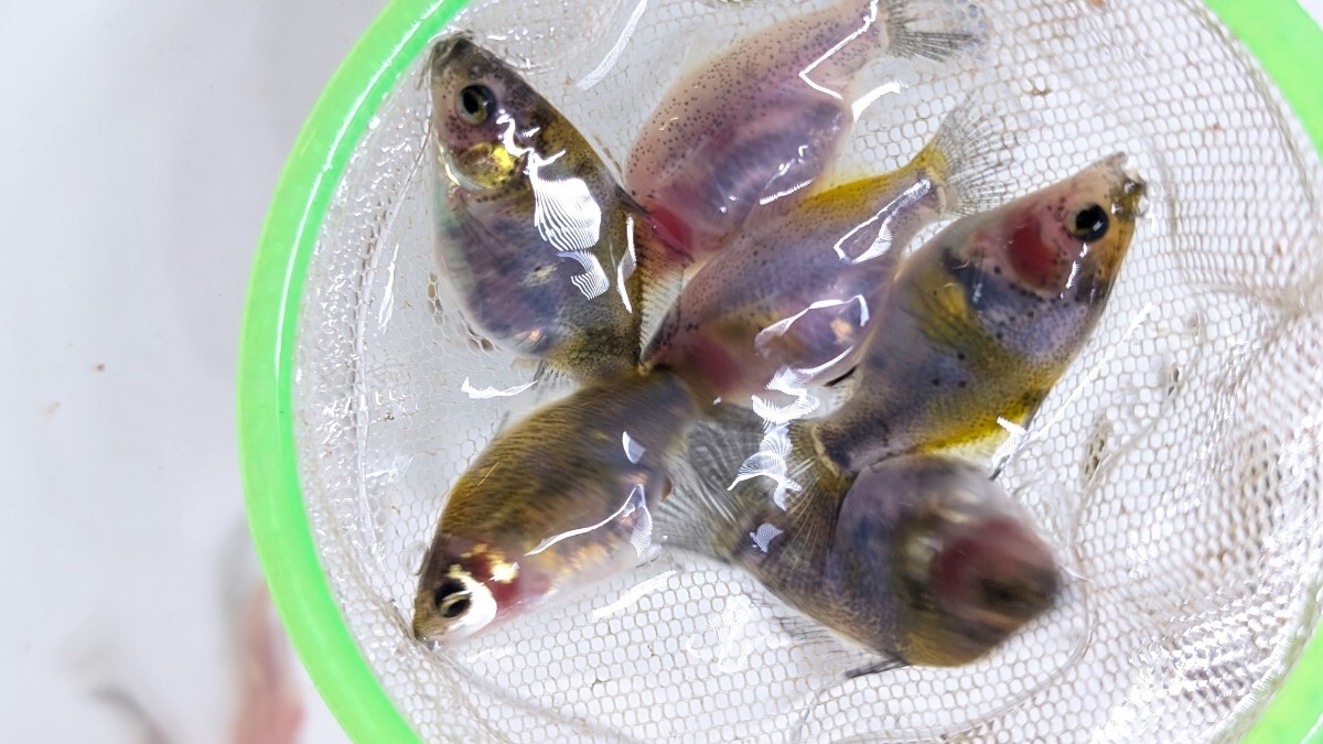 Wー96．●●寿恵廣錦●●．10月20日孵化、約35〜40㍉±．モザイク．画像の30匹セットです． 水温23℃で管理しています．_画像8