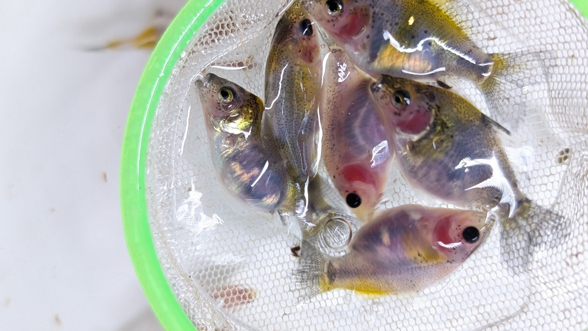 Wー96．●●寿恵廣錦●●．10月20日孵化、約35〜40㍉±．モザイク．画像の30匹セットです． 水温23℃で管理しています．_画像9