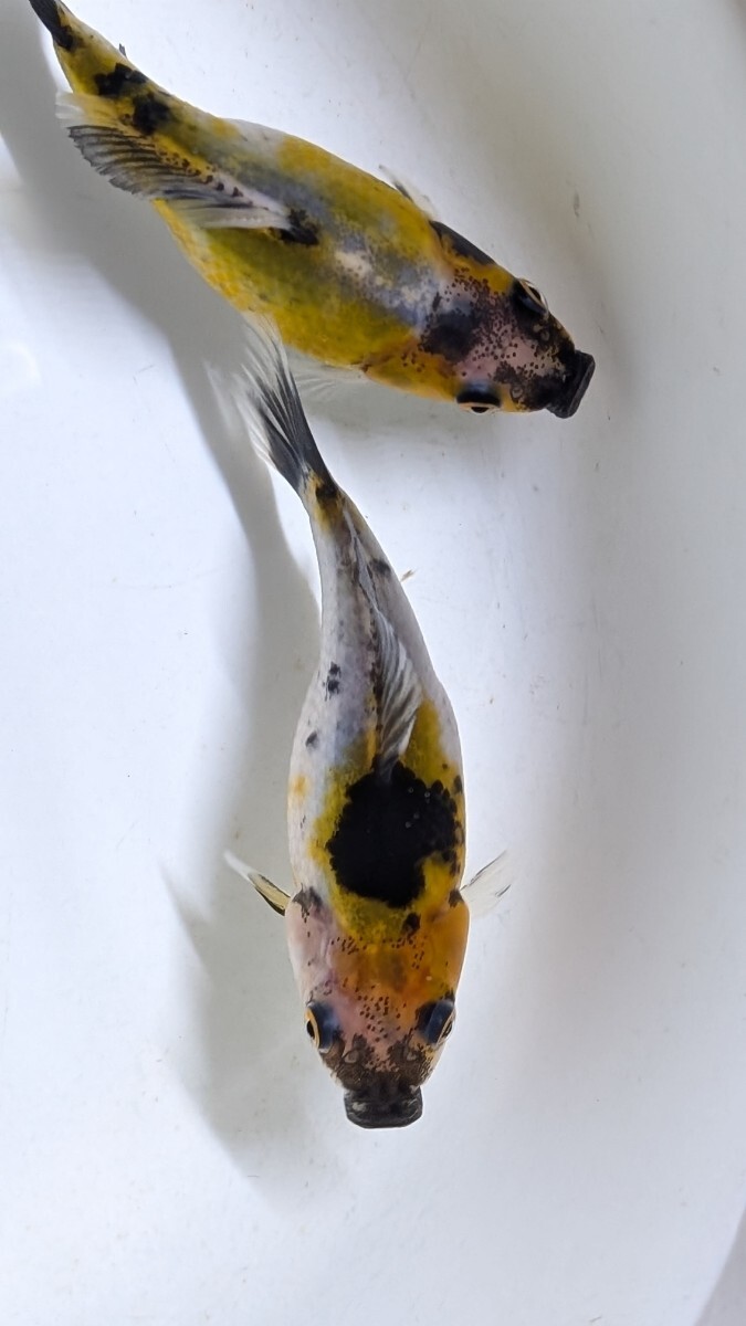 Wー95．●●寿恵廣錦●●．10月2日孵化、約7cm±．モザイク．画像の2匹です．水温23℃で管理しています。_画像7