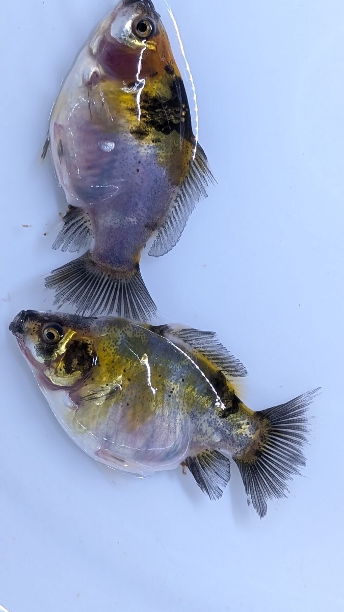 Wー95．●●寿恵廣錦●●．10月2日孵化、約7cm±．モザイク．画像の2匹です．水温23℃で管理しています。_画像8