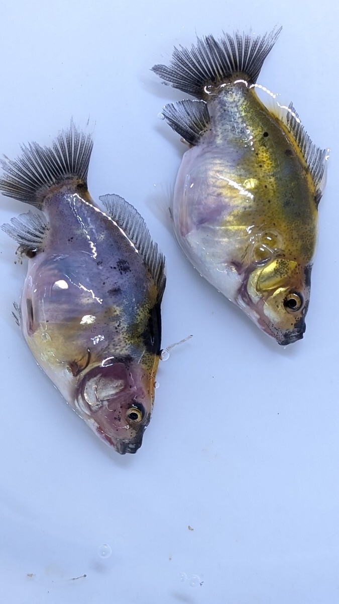 Wー95．●●寿恵廣錦●●．10月2日孵化、約7cm±．モザイク．画像の2匹です．水温23℃で管理しています。_画像9