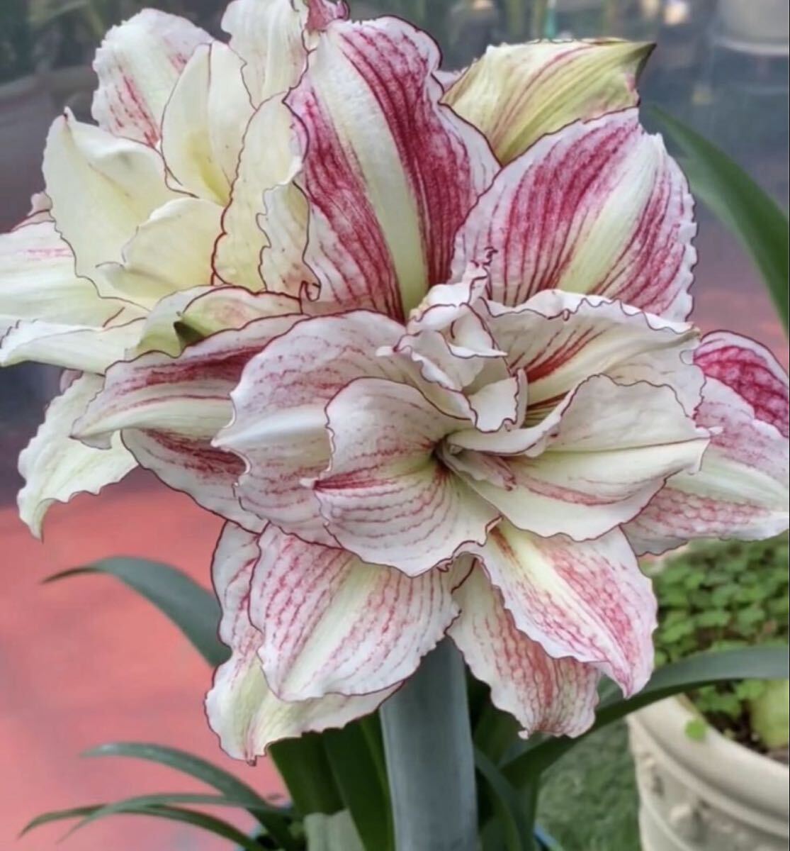 アマリリス　球根 八重咲　アンジェラ_画像5