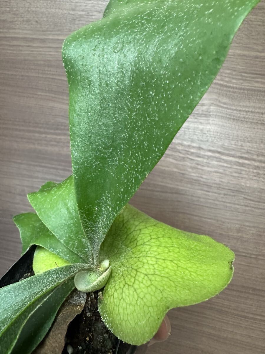 P.hillii dwarfhi Lead wa-f compact unelispore короткий лист .. разведение папоротник олений рог платицериум . корень растения 