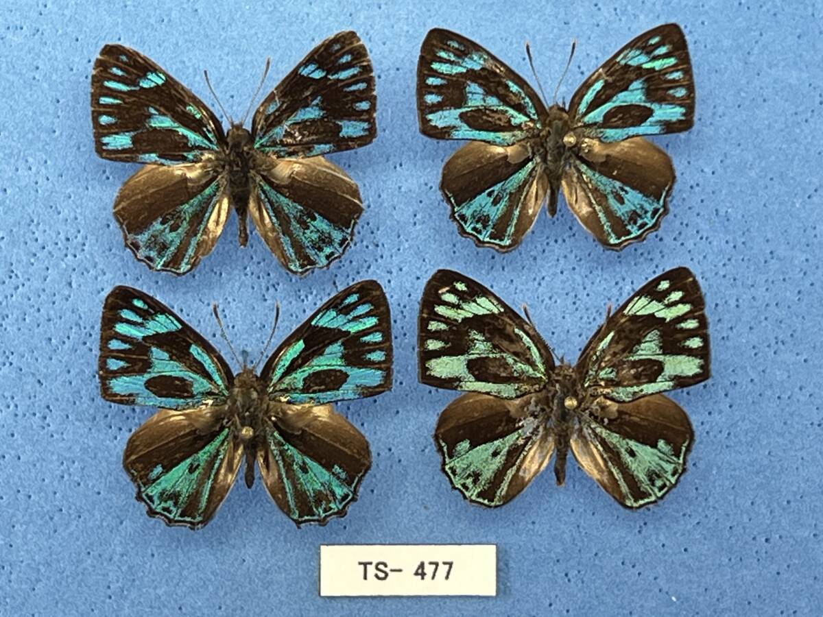  иностранного производства бабочка образец :Poritia philota philota A- 4* (TS-477)