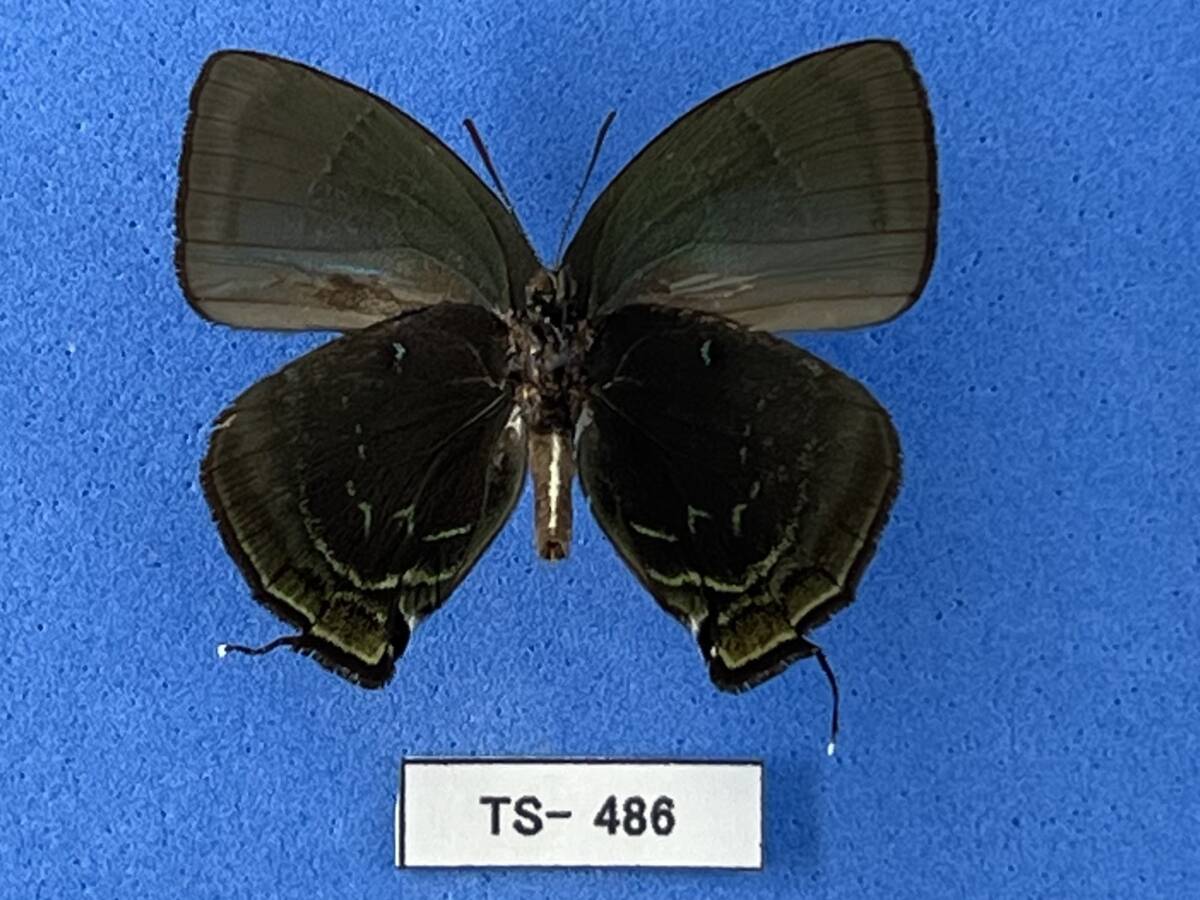  иностранного производства бабочка образец :Theritas hemon A- 1* (TS-486)