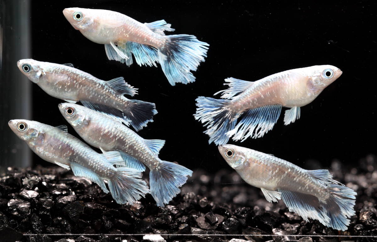 　　【Azuma】　◆最高グレード◆　グラディオ　R7　◆　画像の3ペア　計6匹　A_画像1