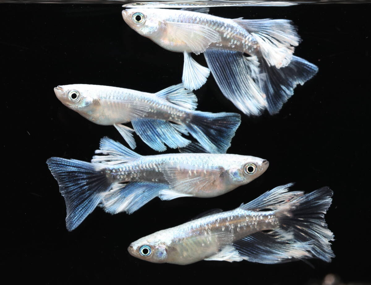 　　【Azuma】　◆極上親種◆　グラディオリアルロングフィン　◆　画像の2ペア　計4匹_画像2