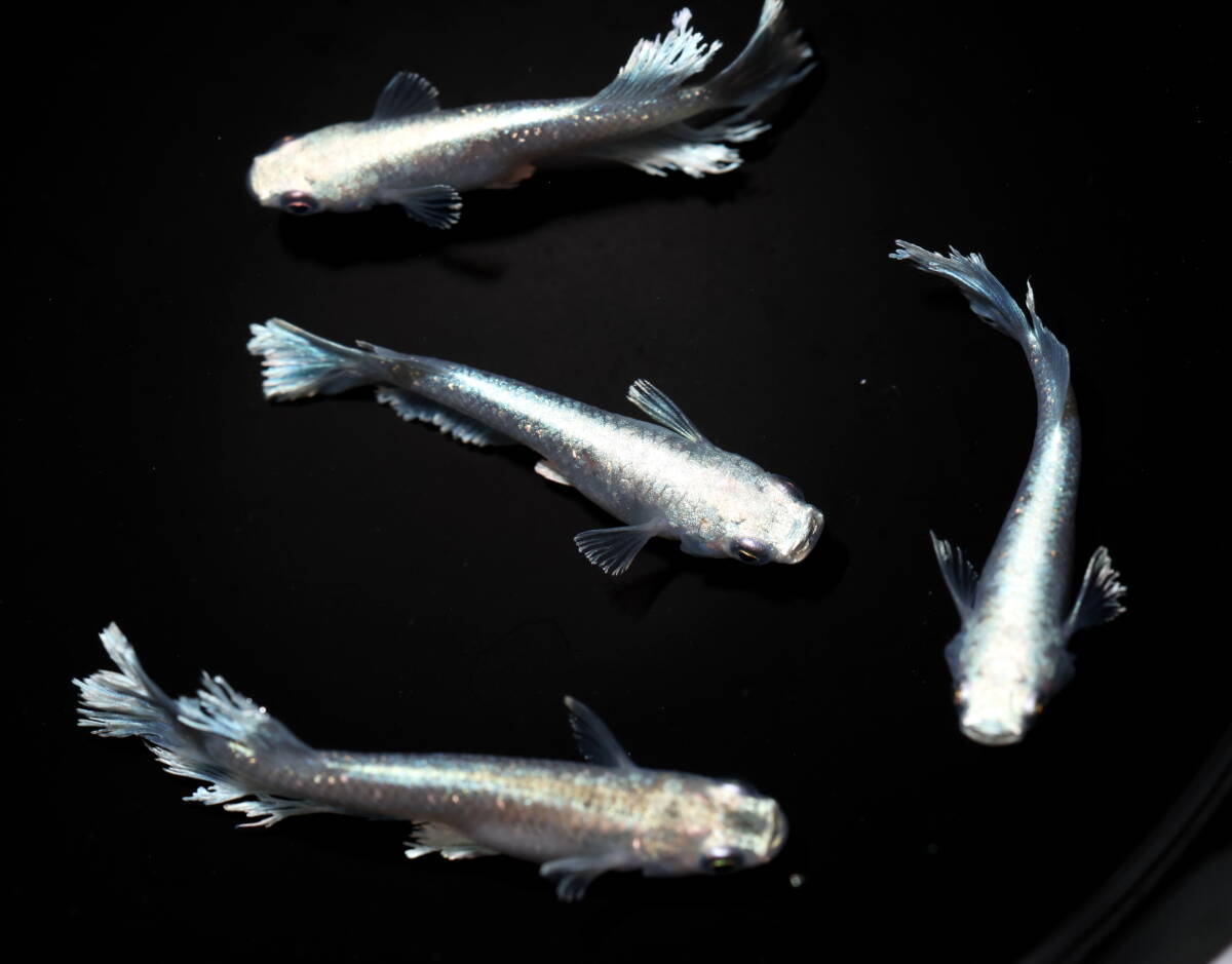 　　【Azuma】　◆最高グレード◆　グラディオキッシングtype　R7　◆　画像の2ペア　計4匹　B_画像4