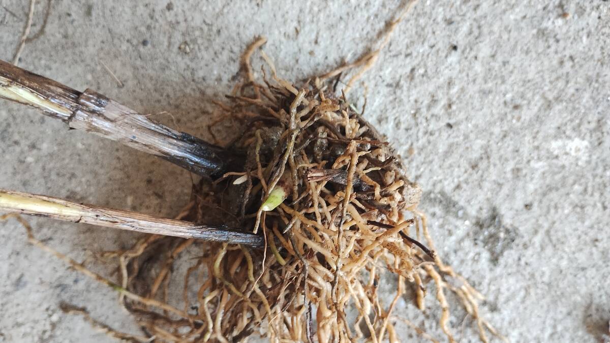 園芸◆少量をお安く◆シラン球根 送料110円_画像2