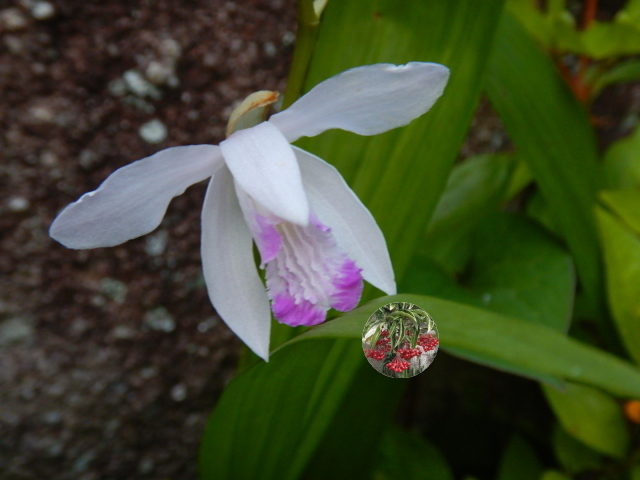 園芸◆少量をお安く◆シラン球根 送料110円_画像1