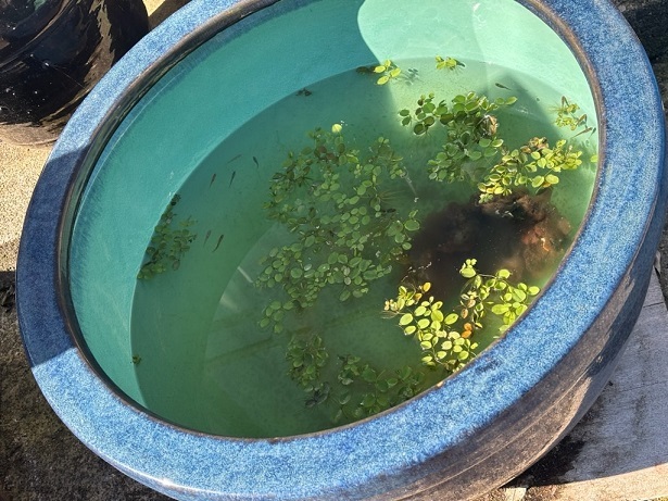 大睡蓮鉢 メダカ鉢 インテリア ディスプレイ 中古品!引き取り限定!!_画像9