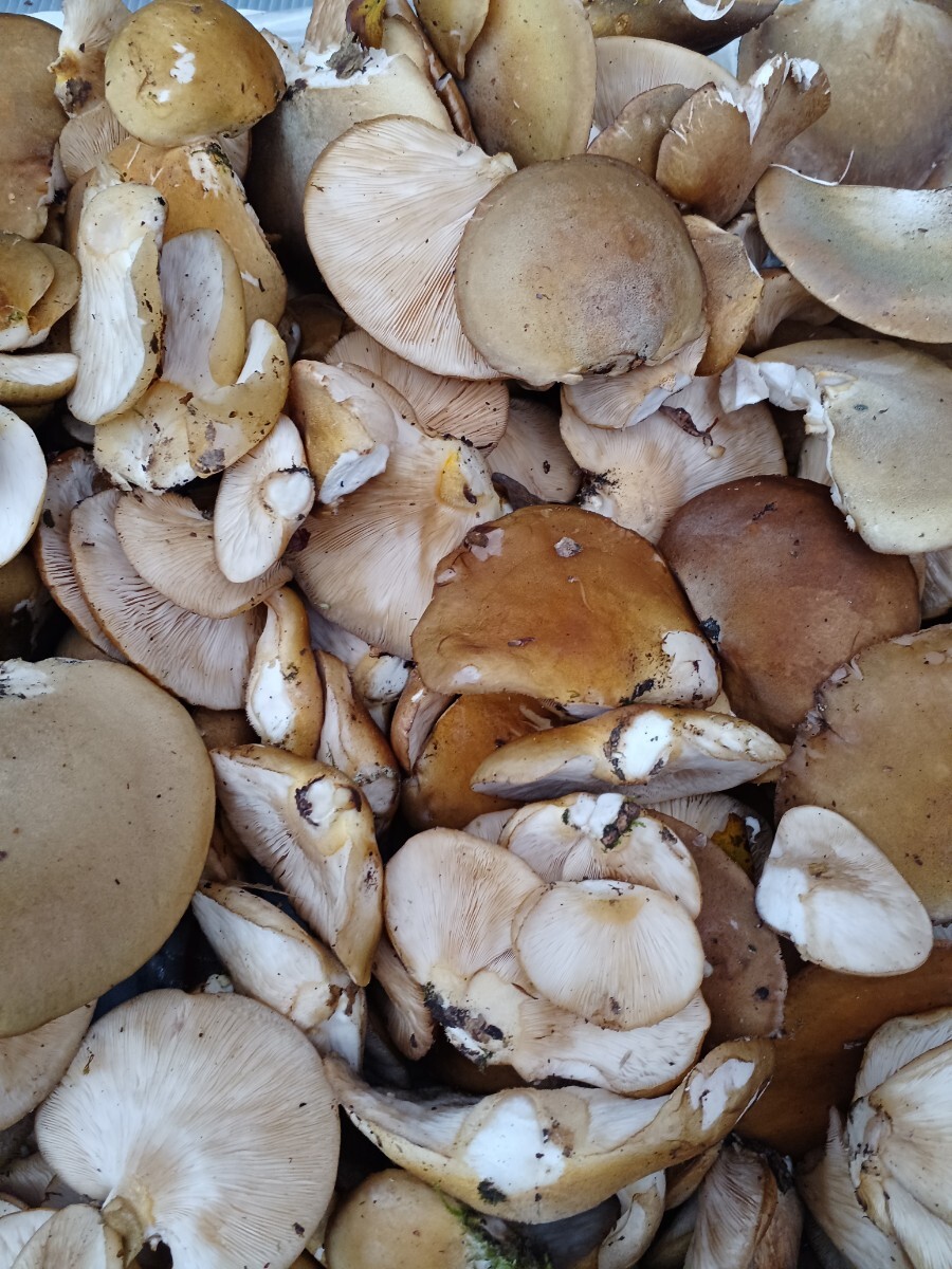 天然キノコ ムキタケ 5kg_画像2