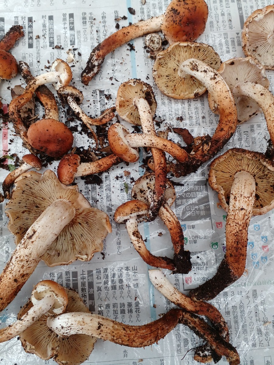 天然キノコ　クリタケ　350g_画像2