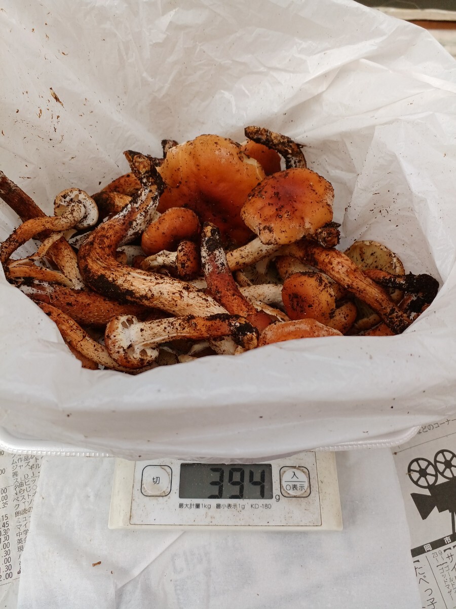 天然キノコ　クリタケ　350g_画像3