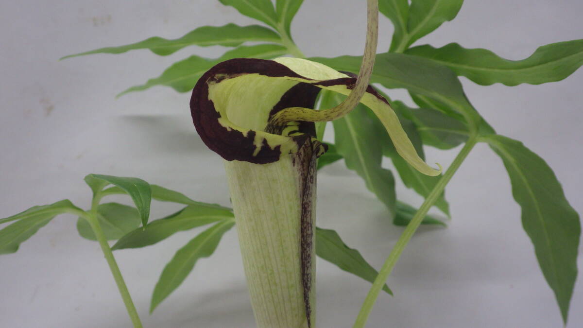 山野草、ウラシマソウ、タイガーマスク、テンナンショウ、浦島草、小球、直径11ミリ。_画像1