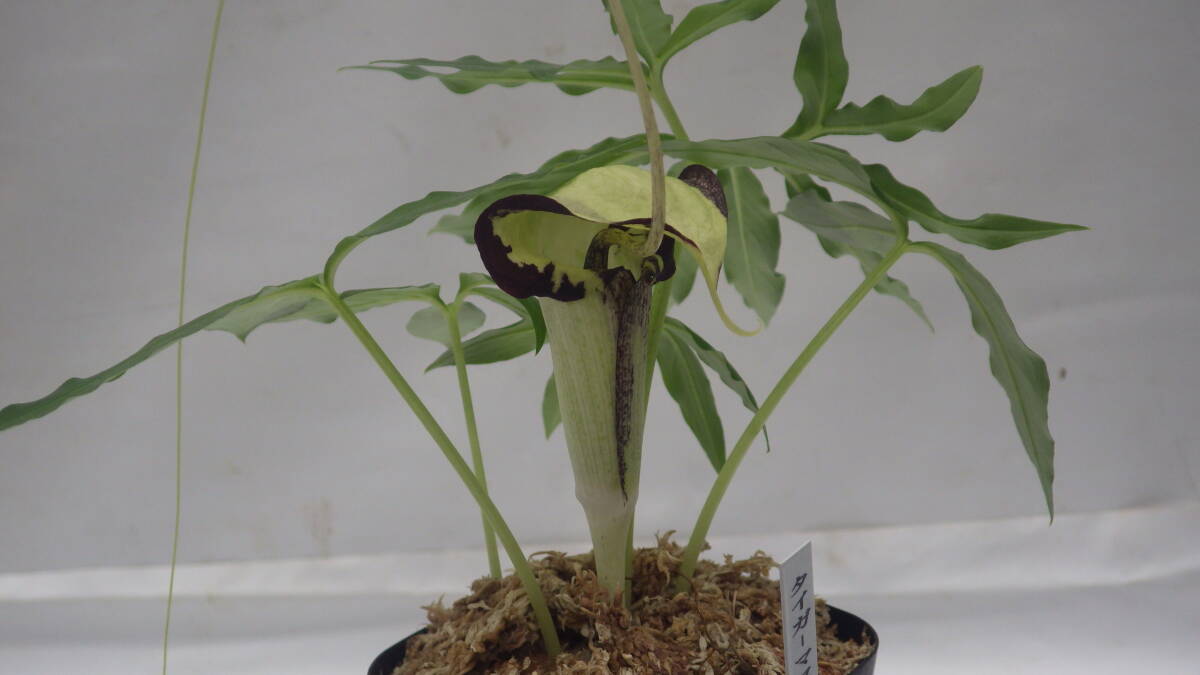 山野草、ウラシマソウ、タイガーマスク、テンナンショウ、浦島草、小球、直径11ミリ。_画像2