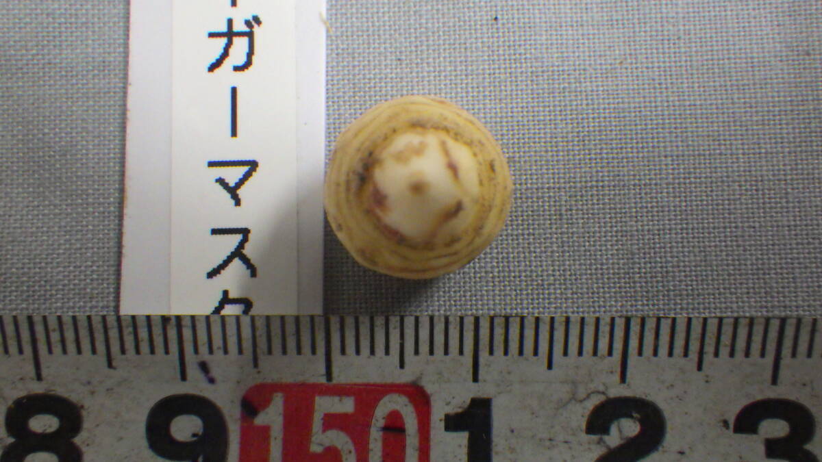 山野草、ウラシマソウ、タイガーマスク、テンナンショウ、浦島草、小球、直径11ミリ。_画像3