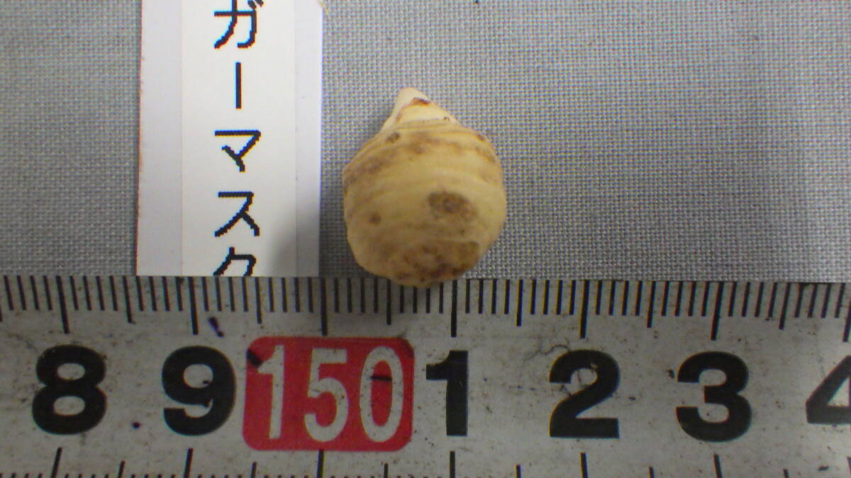 山野草、ウラシマソウ、タイガーマスク、テンナンショウ、浦島草、小球、直径11ミリ。_画像4