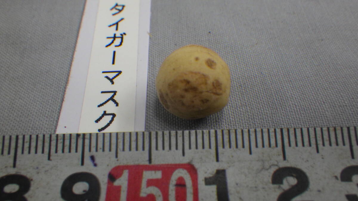 山野草、ウラシマソウ、タイガーマスク、テンナンショウ、浦島草、小球、直径11ミリ。_画像5