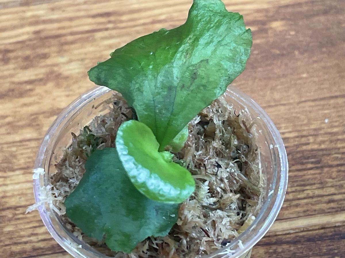 Madagascariense マダガスカリエンセ spore ビカクシダ_画像3