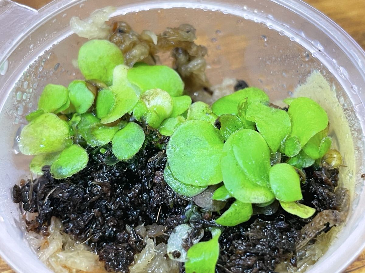 前葉体 エレファントティス elephantotis 胞子培養 spore ビカクシダ_画像3