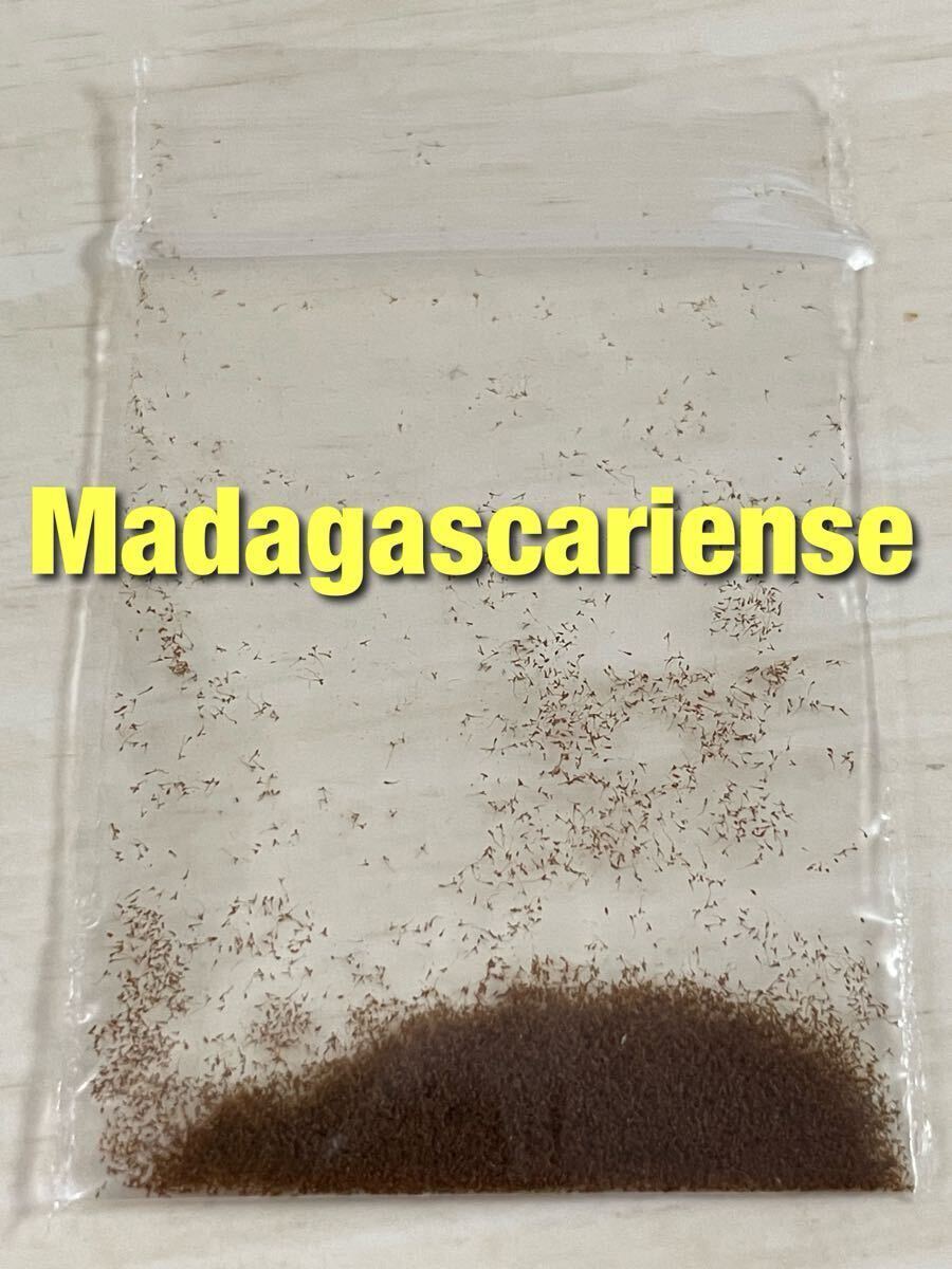 胞子 Madagascariense マダガスカリエンセ 胞子培養 ビカクシダ 1パック 【ジフィー約2回分】約0.1ml 入り_画像1