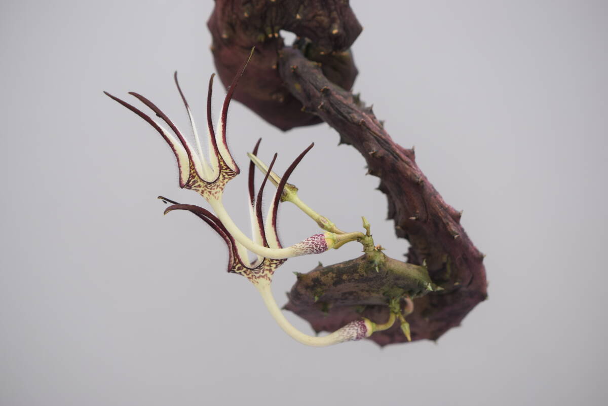  последний лот Cello . механизм старт peliforu ошибка mon соломинка sa[ маленький ] (Ceropegia stapeliiformis monstrusa) суккулентное растение gagaimo