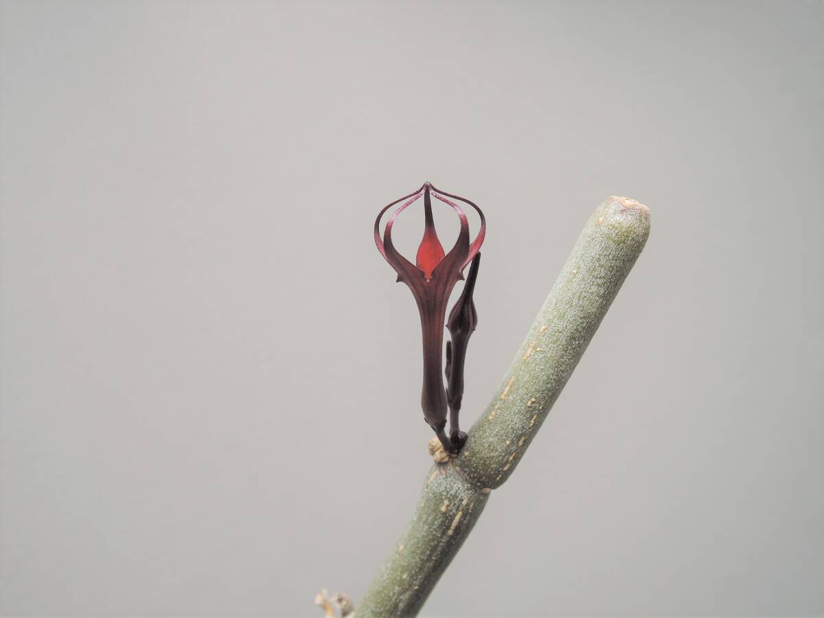  последний лот Cello . механизм белый .. f ska (Ceropegia fusca) [. замутненный ] суккулентное растение gagaimo