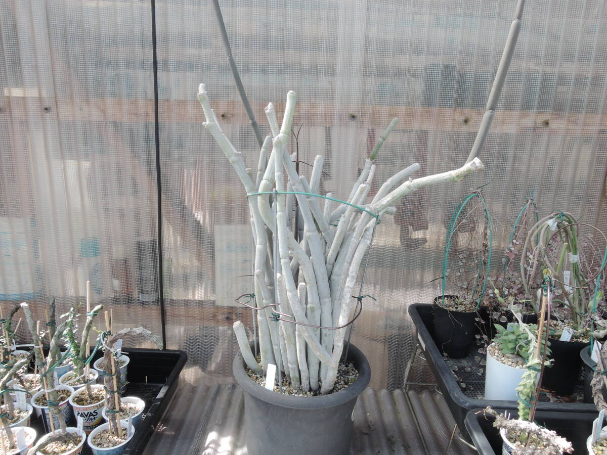  последний лот Cello . механизм белый .. f ska (Ceropegia fusca) [. замутненный ] суккулентное растение gagaimo