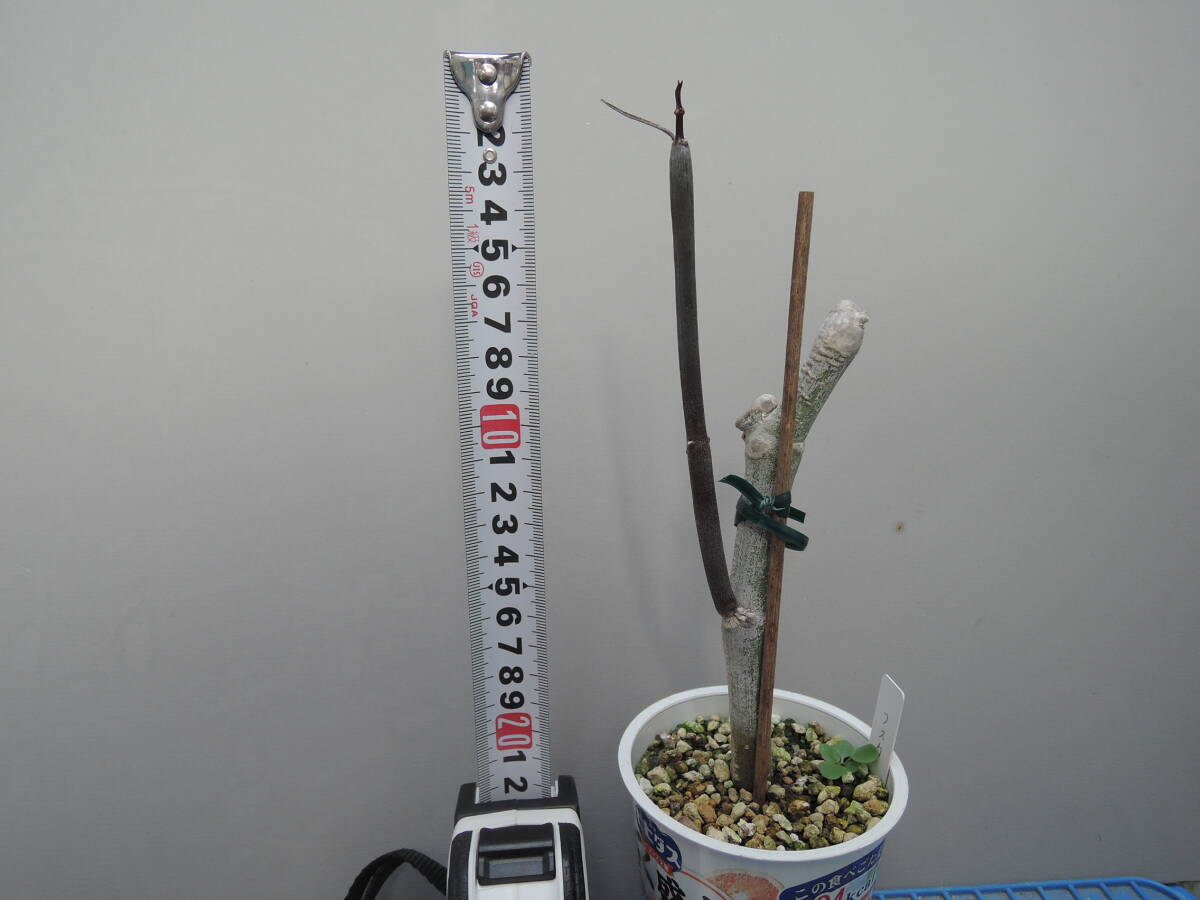  последний лот Cello . механизм белый .. f ska (Ceropegia fusca) [. замутненный ] суккулентное растение gagaimo